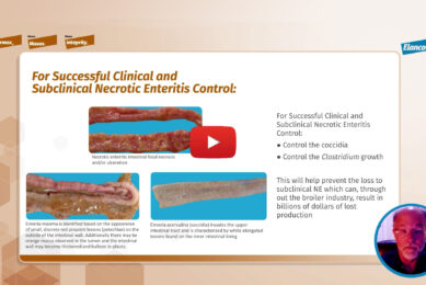Video 2: Necrotic Enteritis risk control strategies