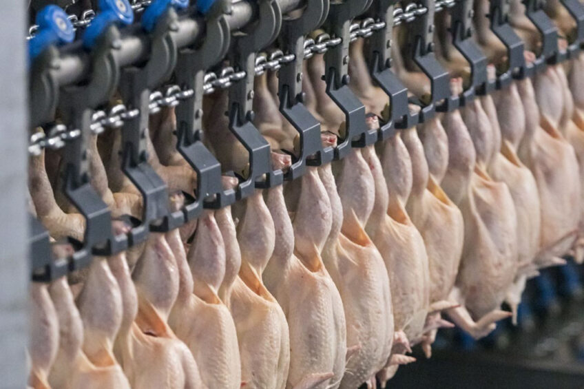 Carbon dioxide is used in the poultry sector for stunning, packing and refrigeration. Photo: Groenewold, Koos