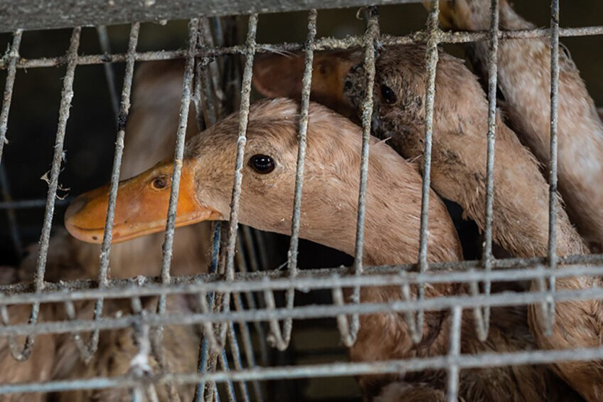 Taiwan’s regulations provide no definition of enriched cages for ducks (unlike for chickens) and so the new rules effectively rule out all forms of cage farming. Photo: We Animal Media / EAST