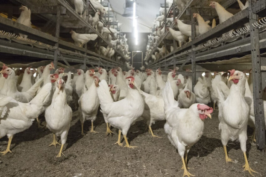 Kazakh poultry farms in the egg sector are braced for agricultural reform. Photo: Koos Groenewold