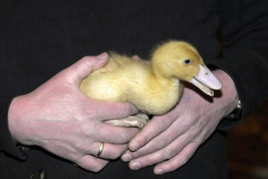 By using genomics, a breeder knows what the genetic makeup of a duckling is one day after hatch. Photo: Penn communicatie