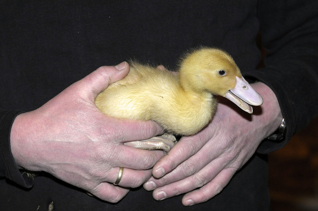Accelerating the genetic selection in ducks - Poultry World