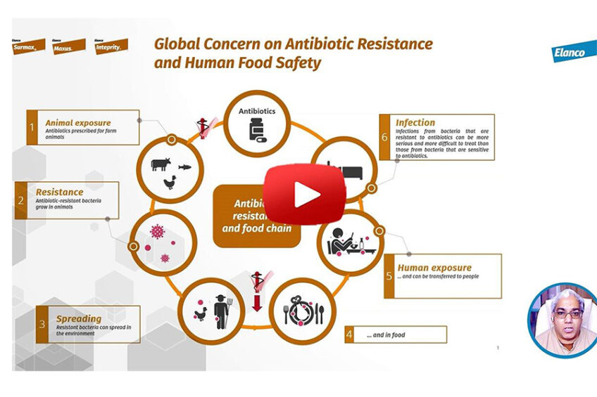 Why Avilamycin poses no risk to human antimicrobial resistance