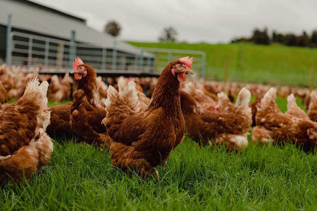 Cage-free housing systems increase the ability of the birds to mix, move and have contact with litter and the outside environment, leading to several potential gut health issues. Photo: Jack Caffrey