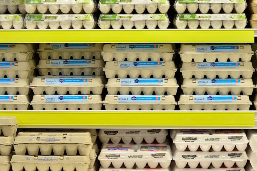 Mark Williams, British Egg Industry Council CE:: “...consumers can continue to buy eggs from free-range hens, albeit temporarily housed, while farmers can ensure the hens are safe as well.” Photo: Elastic Compute Farm