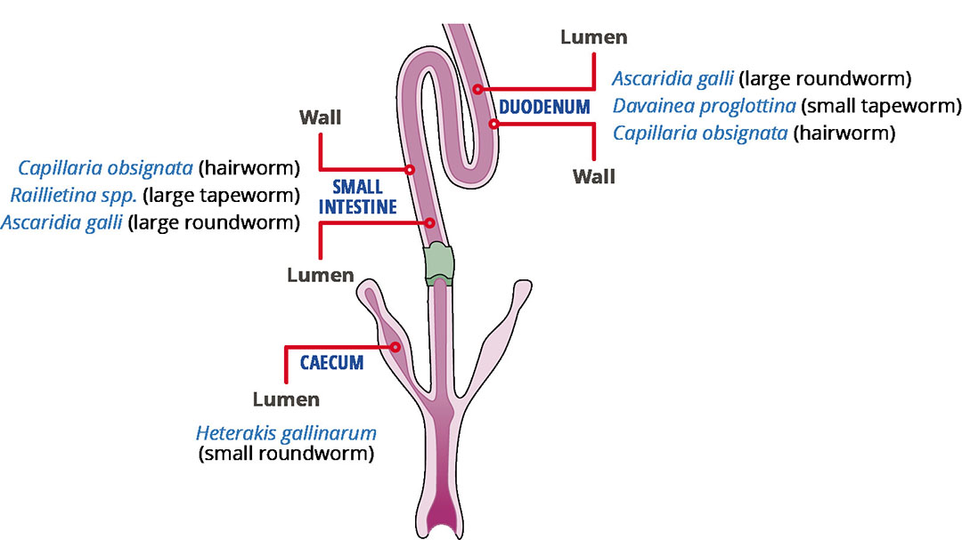 Figure 1 - Where parasitic worms colonize the intestinal tract of chickens. Illustration: Cobb