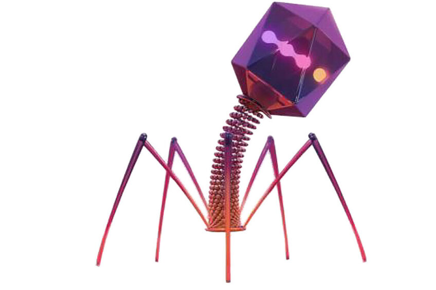 Bacteriophages are bacterial viruses that recognise specific species and even strains of bacteria. Photo: Proteon Pharmaceuticals