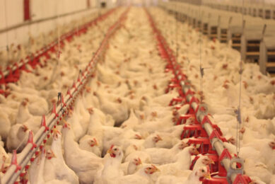 Since 2019, R570 million (€33 million) has been spent on building poultry houses, and this will increase to R750 million (€43.7 million) by the end of this year. Photo: SAPA