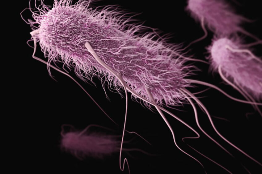 Research suggest 3 major sectors of food animal production (poultry, cattle and pigs) have acted as backgrounds for the evolution and emergence of this pathogen. Photo: CDC