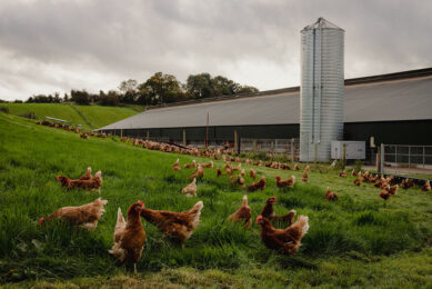 It is widely recognised that cage-free systems are generally less efficient than cages due to several production traits. Photo: Jack Caffrey