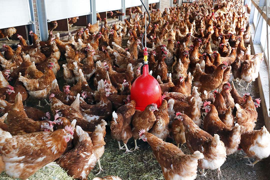 It is widely recognised that cage-free systems are generally less efficient than cages due to several production traits. Photo: Bert Jansen