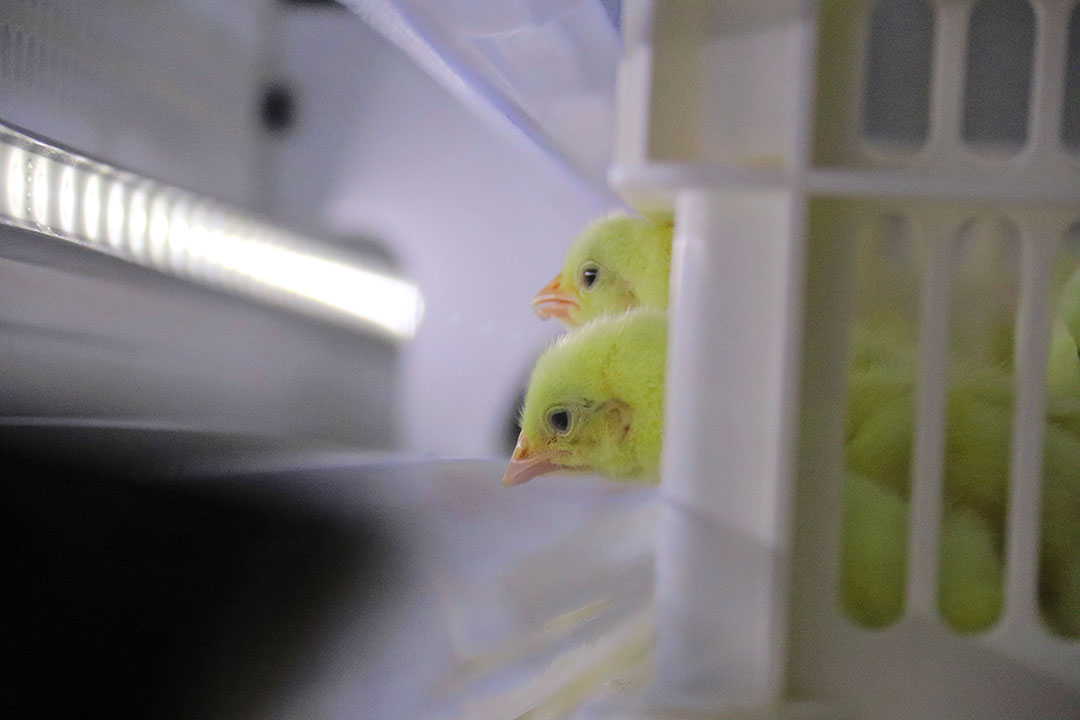 In the HatchCare system of HatchTech chicks have immediate access to feed and water in the hatcher. Photo: Hans Bijleveld