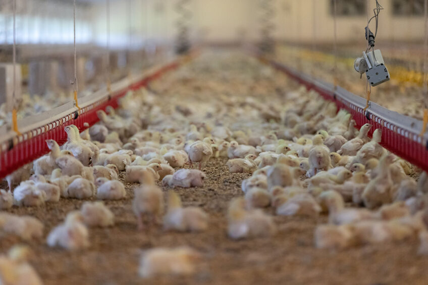 Variations in environmental conditions in a poultry shed can be significant so sensors should be equidistant, so that sheds can be split into zones to micromanage specific areas. Photo: Tim Pestridge