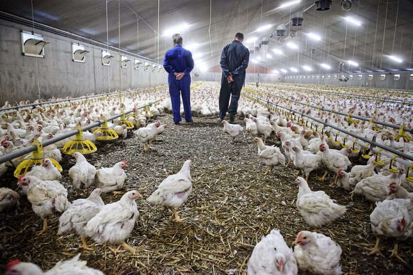 Operationally, there will be challenges for the poultry industry in 2022, as feed and other input costs are expected to remain high. With feed prices in particular continuing to be high and volatile. Photo: Lex Salverda