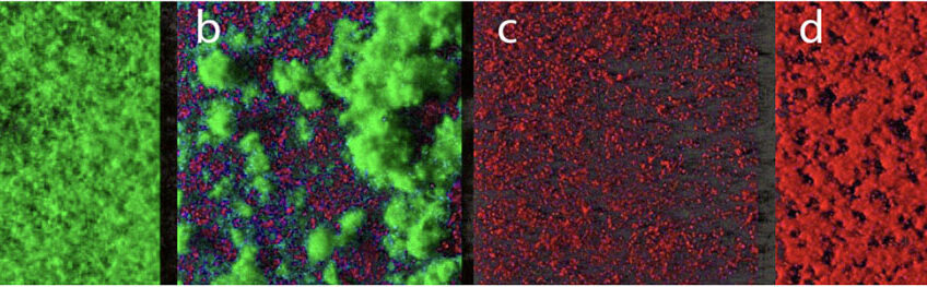 Figure 1: Representation of positive biofilm interaction with S. aureus: positive biofilm alone (a), positive biofilm (green) and S. aureus (red) (b), visualisation of the S. aureus cells only (red) (c) and pure culture of S. aureus (red) (d). Illustration: INRA Micalis
