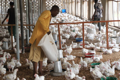 Agricorp International decided to do something about the chicken shortage in Nigeria and is investing over 20 billion Nigerian naira (NGN 20bn) in its production. Photo: Agricorp
