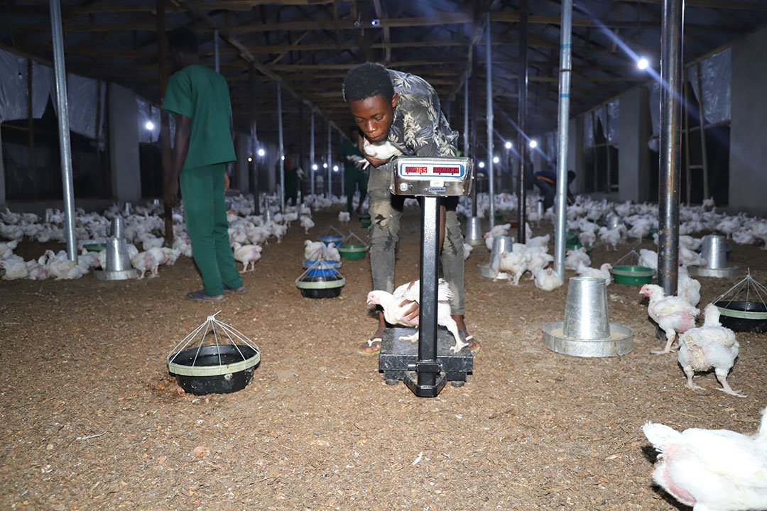 In 2020 a pilot project began to test how youth engagement could work on a farm with 50,000 broilers. Photo: Agricorp