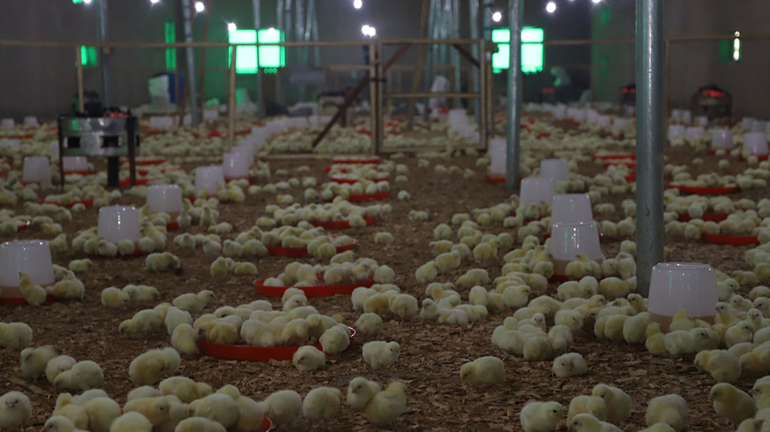 Agricorp is purchasing 142 poultry operations across the states of Kwara, Kogi and Nasarawa, and expanding them or bringing these operations up to capacity. Photo: Agricorp