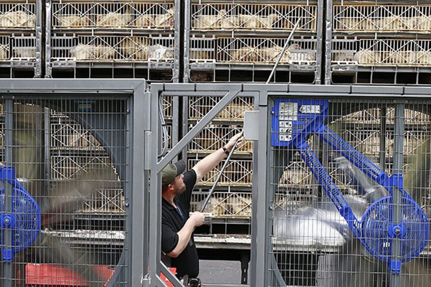 Revised measures for the lairage include ensuring the building design avoids birds getting wet from the lorry wash and that the floor is well maintained to prevent bouncing and jarring of crates when moving live birds. Photo: Hans Prinsen
