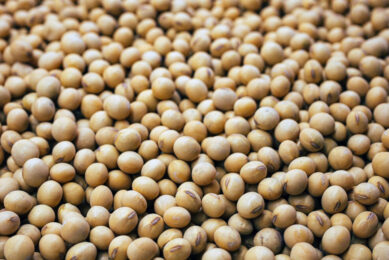 The government in India is allowing local traders to import 550,000 tonnes of genetically modified soybeans into the country. Photo: Daniela Paola Alchapar