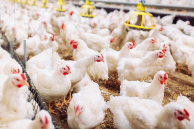 One of the biggest challenges for the poultry industry, particularly after the removal of in-feed antibiotics, is bacterial enteritis. Photo: Amlan