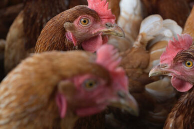 Further bird flu outbreaks have hit the UK. Photo: Wolfgang Mennel
