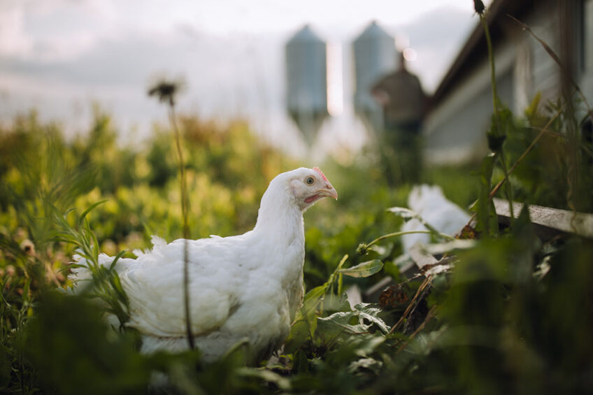 Farmer Focus only sells organic chicken that’s certified humane, gluten-free, halal and raised on independent family farms. Photo: Farmer Focus