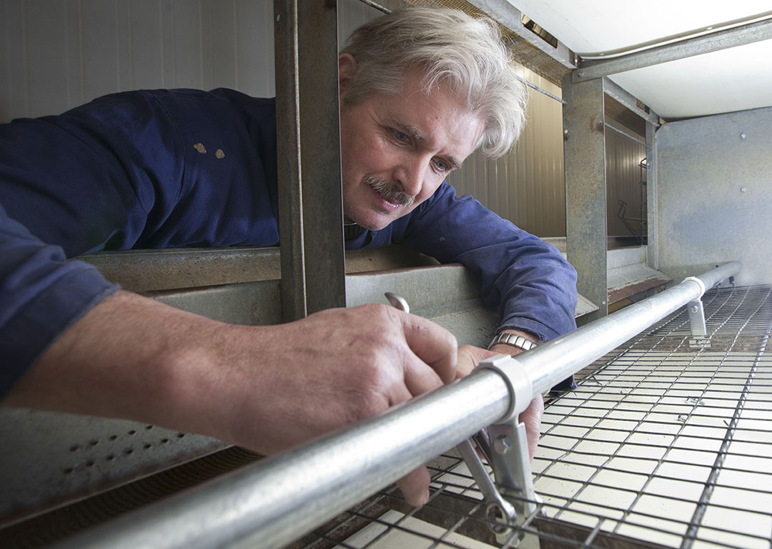 The results show that a warmed perch system could provide a novel thermal device to help reduce cold stress during the winter season without compromising air quality in the poultry house. Photo: Koos Groenewold