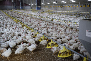 At farm level, unprecedented fluctuations in demand have placed unique pressures on flock scheduling. Photo: Lex Salverda