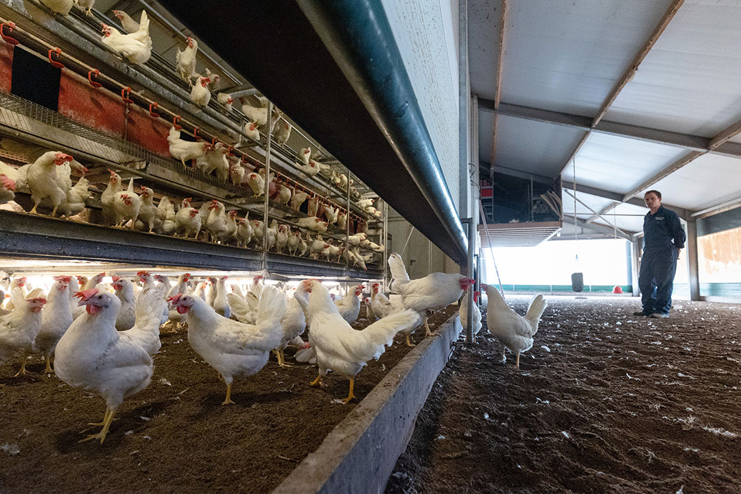 In 2021, the number of laying hens in the EU increased by 1%. Photo: Herbert Wiggerman