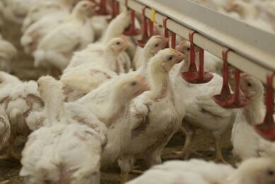 Spotlight on ammonia reduction strategies for poultry producers