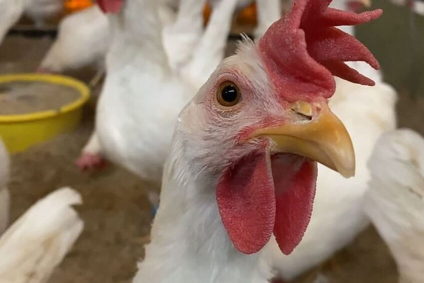 The HenTrack project will monitor the behaviour, health and welfare of individual laying hens during the laying period. Photo: Hendrix Genetics
