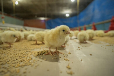 Early intervention is key because the chick’s gut development is developing fast during early life. Photo: Zinpro