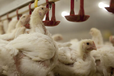 Viral infections are a significant challenge for the poultry industry and impact animal welfare. Photo: Mark Pasveer