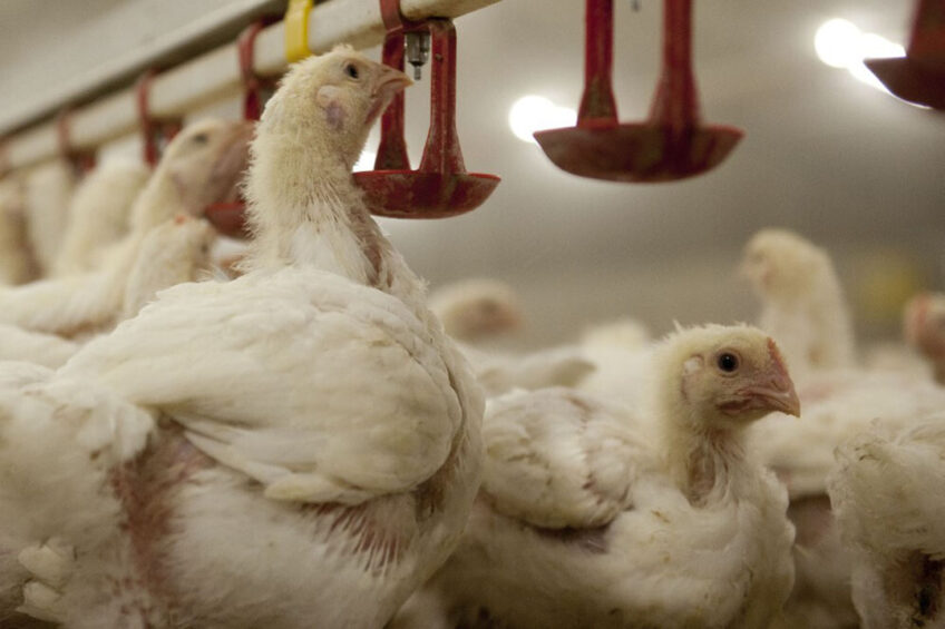 Viral infections are a significant challenge for the poultry industry and impact animal welfare. Photo: Mark Pasveer