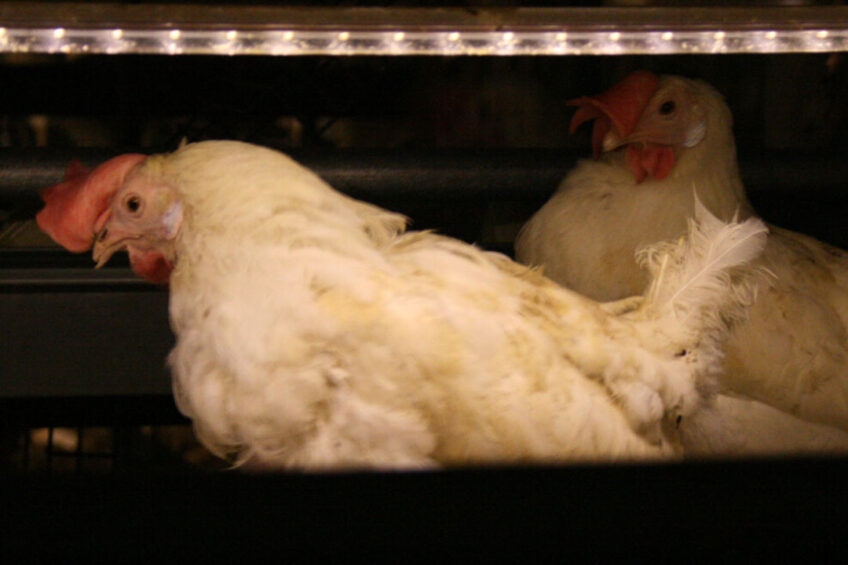 The effect of light colour and changes on egg production