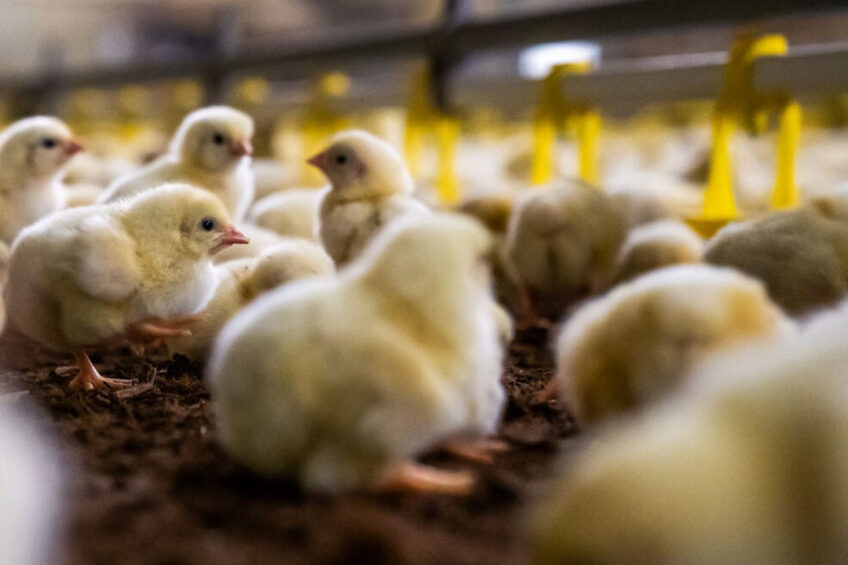 The high production of broiler chicks has already started hampering prices in the broiler market. Photo: Bert Jansen