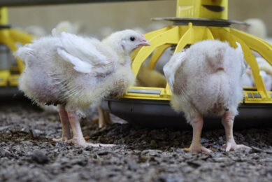 More than 330 companies in the UK and EU have committed to the Better Chicken Commitment – a rise of 38% from 2021. Photo: Lexo Salverda