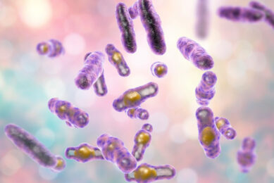 Clostridium perfringens bacteria, anaerobic spore-producing bacteria, the causative agent of necrotic enteritis. Photo: ADM
