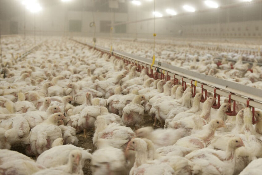 “An effective vaccine for IBV could improve the health and welfare of poultry globally," says Dr Erica Bickerton, head of the Coronaviruses group at Pirbright. Photo: Mark Pasveer