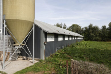 A poultry farm in Lelystad, the Netherlands. Photo: Ton Kastermans