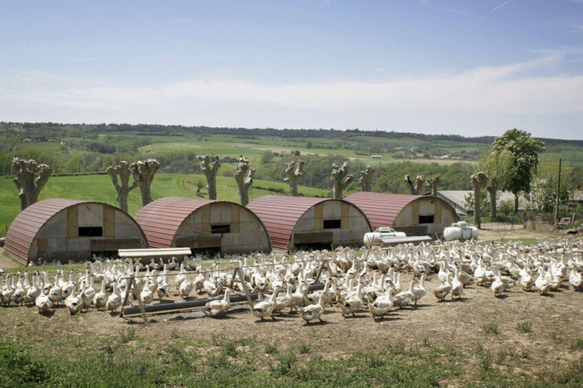 A foie gras producer in better times. Over 1,600 poultry producers were hit by avian influenza last winter, with more than 16 million animals culled. Photo: ANP