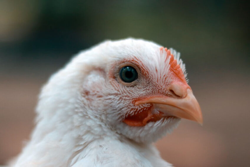 More than 20% of the chickens produced by the UK’s largest poultry meat producer, 2 Sisters, now meet the 2026 Better Chicken Commitment. Photo: Tarikul Raana