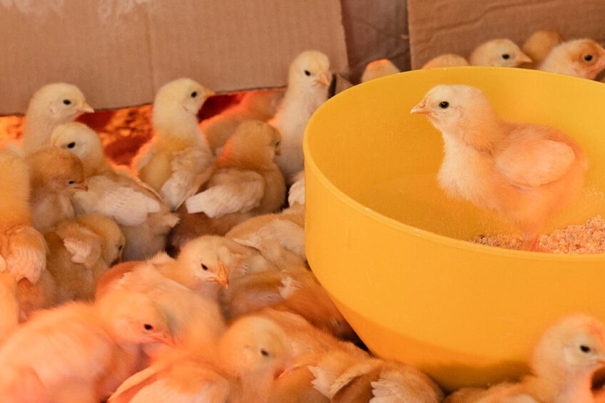 The production of day-old chicks, which stood at 33 million units in the first week of April, reached 20 million recenlty. Photo: Zoe Schaeffer