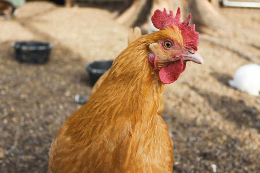 Angola relies on poultry imports as demand increases - Poultry World