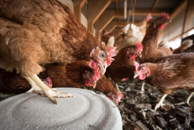 Poultry producers have been ordered to keep their birds indoors in a large area of East Anglia, England. Photo: Wolfgang Ehrecke