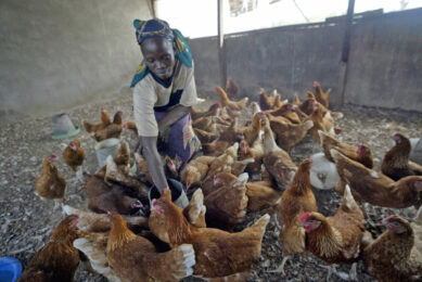 Even though demand for poultry products is high, making a profit is almost impossible due to high feed prices. Photo: ANP