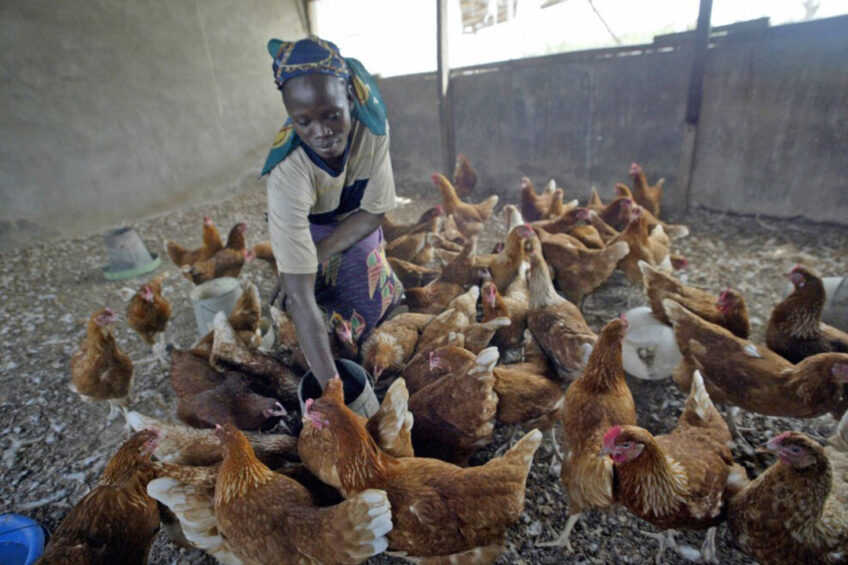 Even though demand for poultry products is high, making a profit is almost impossible due to high feed prices. Photo: ANP