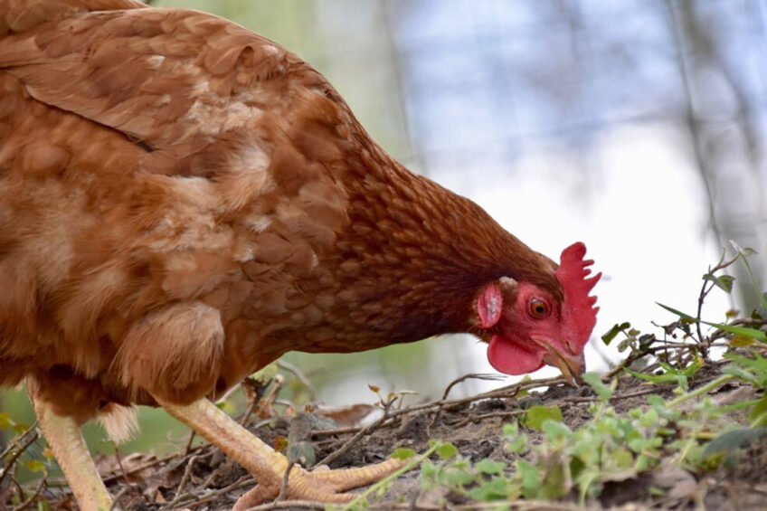 A project aims to explore the role of larvae in supporting the global adoption of the Better Chicken Commitment. This will include assessing use of live insect larvae to promote foraging behaviour in poultry. Photo: JackieLou DL