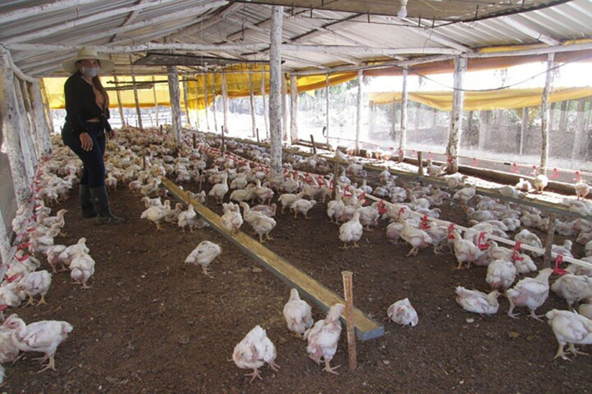 A poultry facility in Boyeros, La Habana, Cuba. Photo: IPS